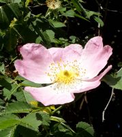 Dog rose: Click to enlarge